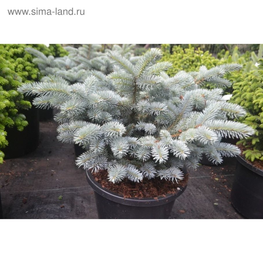 Ель колючая Глобоза
