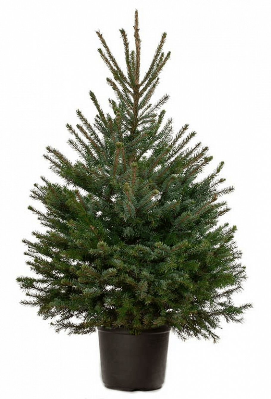 Ель Глаука Маджестик