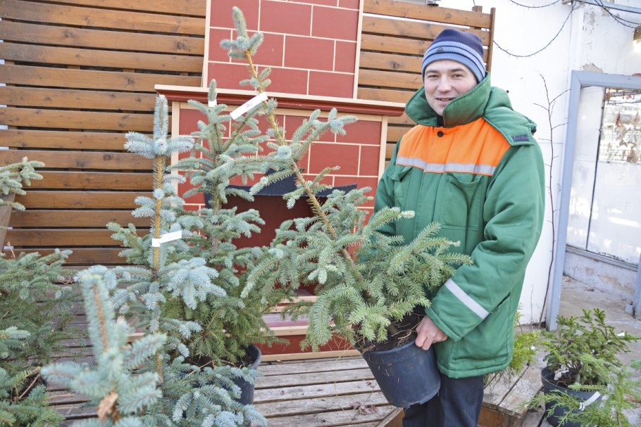 Лесопитомник Чумичева 88 елки