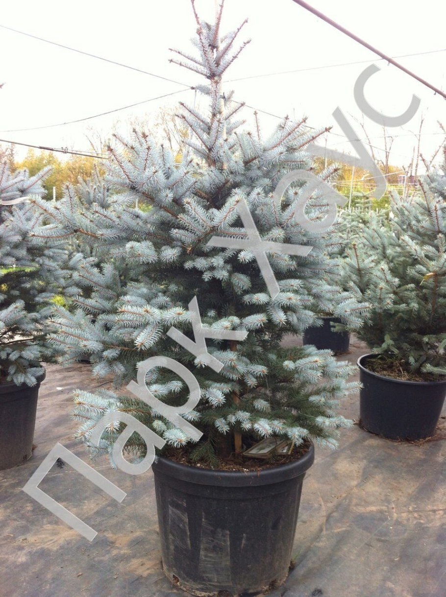 Ель колючая Picea pungens Edith