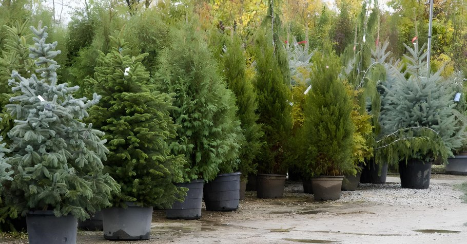 Канадская голубая ель искусственная