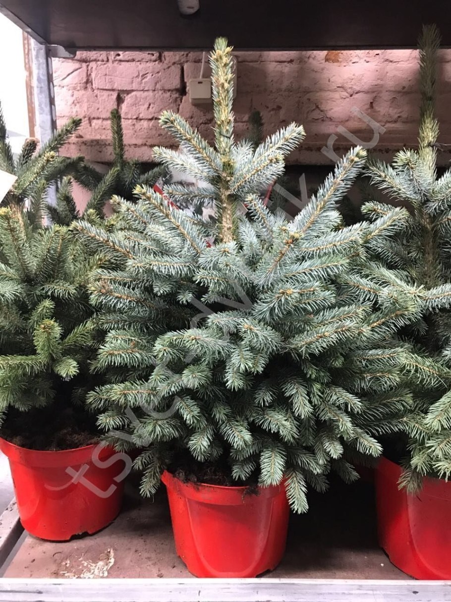 Пицея супер Блю