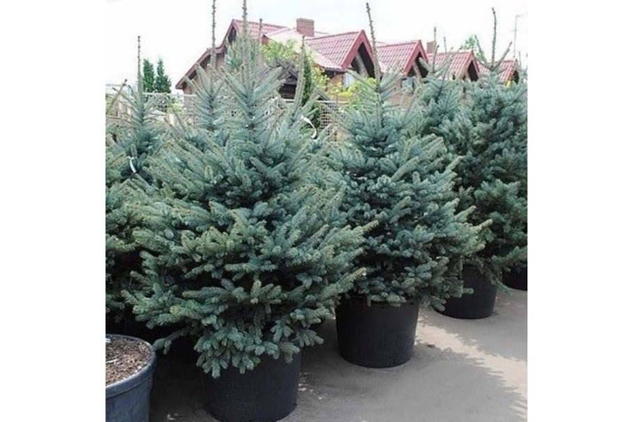 Ель голубая Блю Даймонд