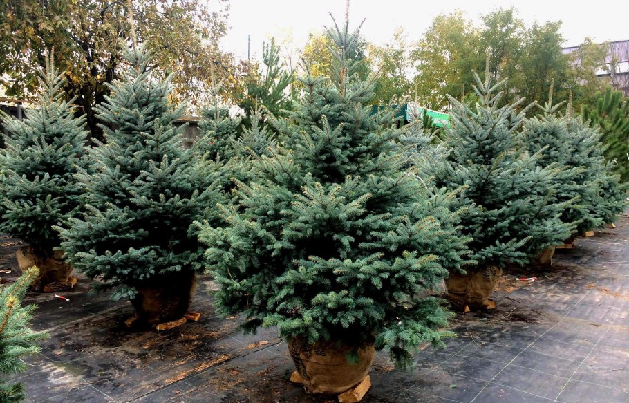 Ель голубая Глаука