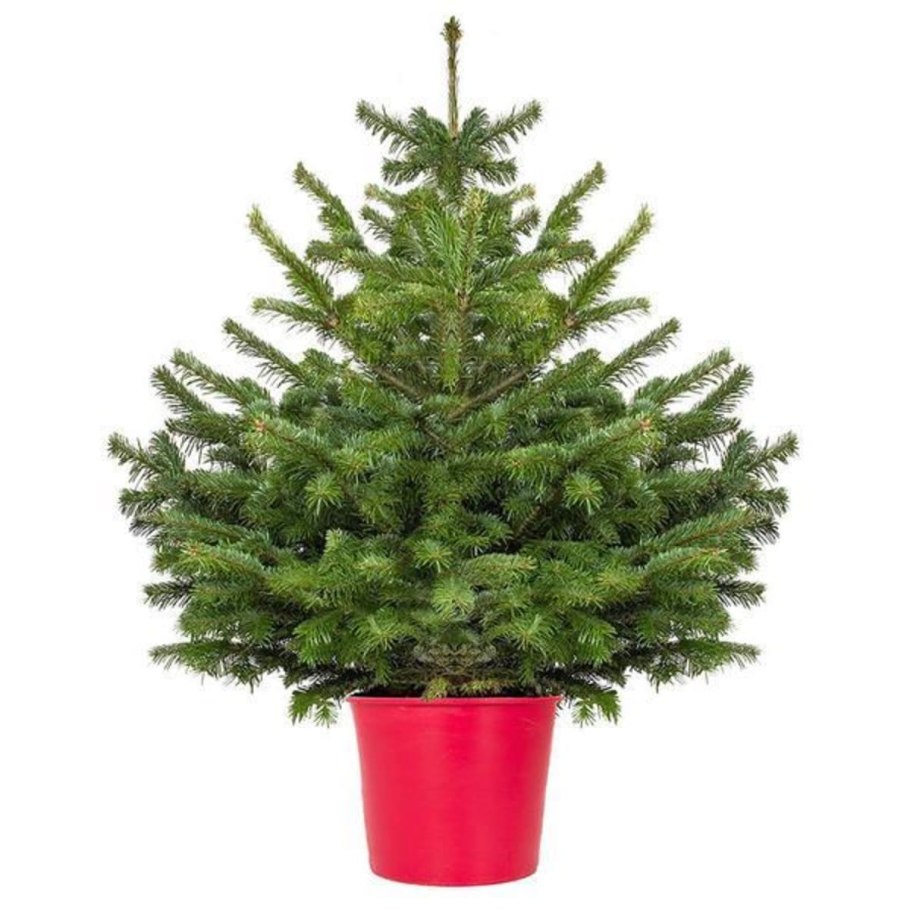 Ель голубая сеянец