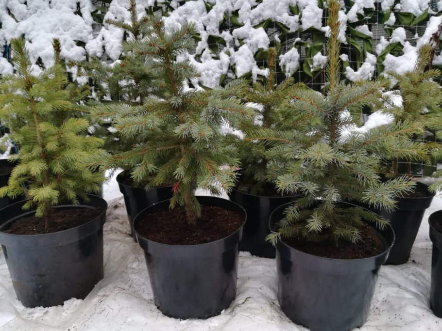 Ель Сербская Оморика в горшке