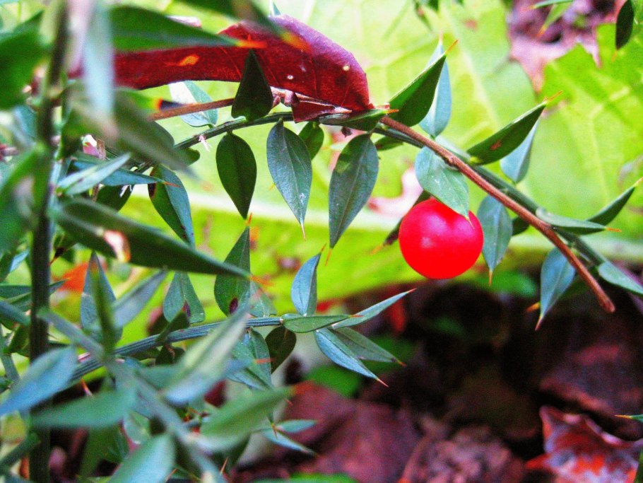 Иглица Колхидская Ruscus colchicus