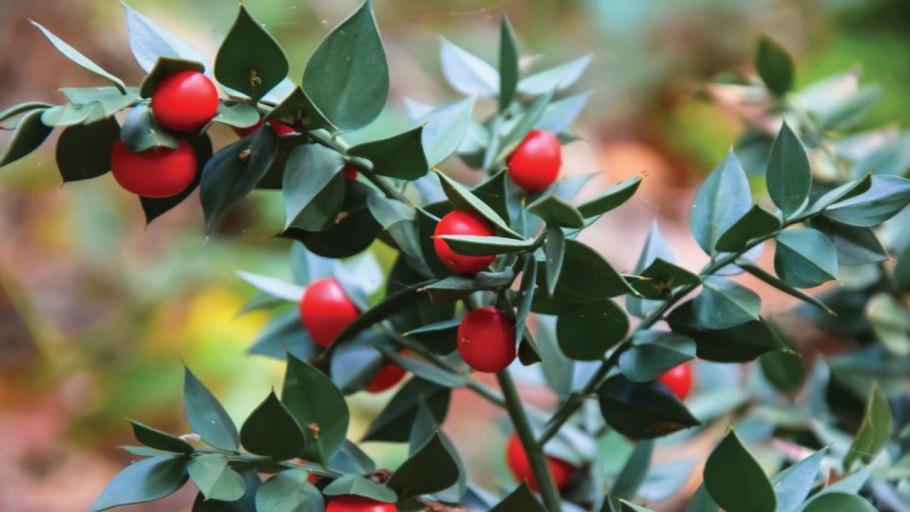 Иглица Колхидская