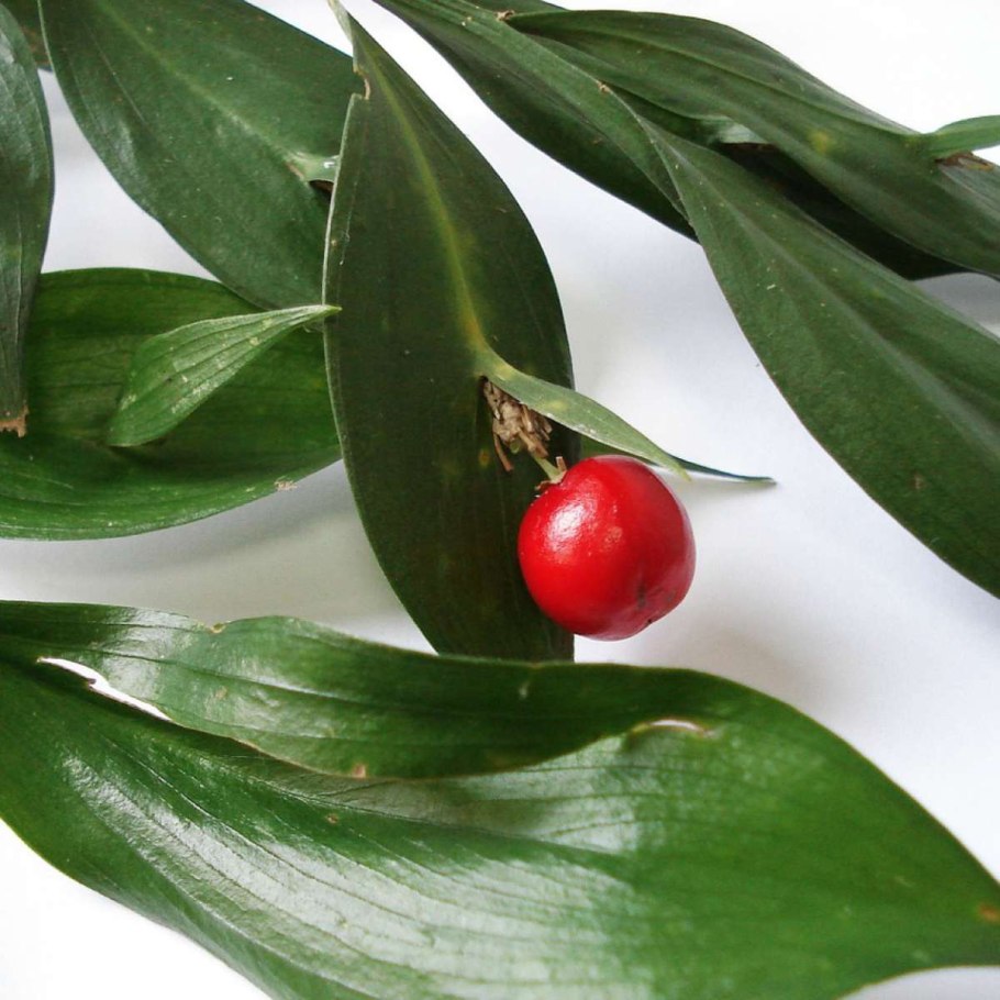 Иглица колючая