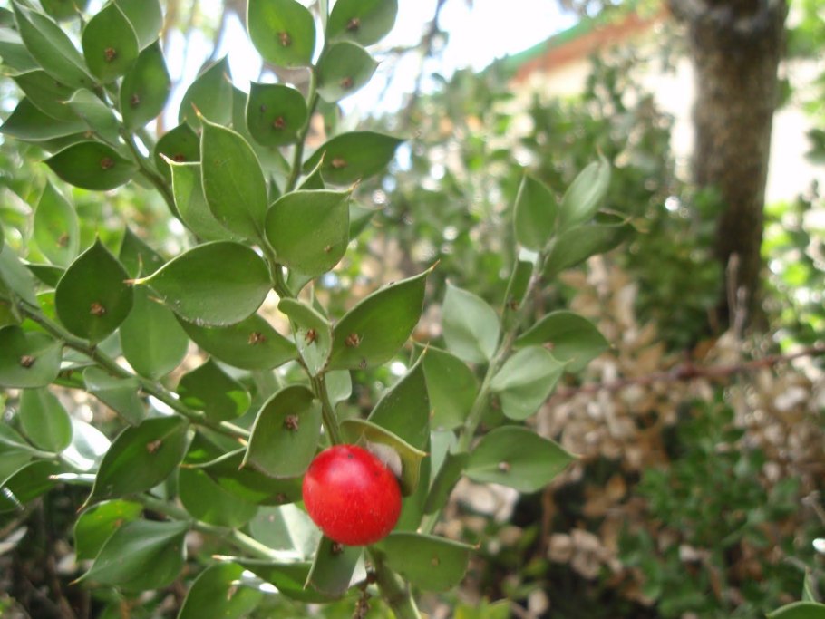 Иглица Колхидская плод