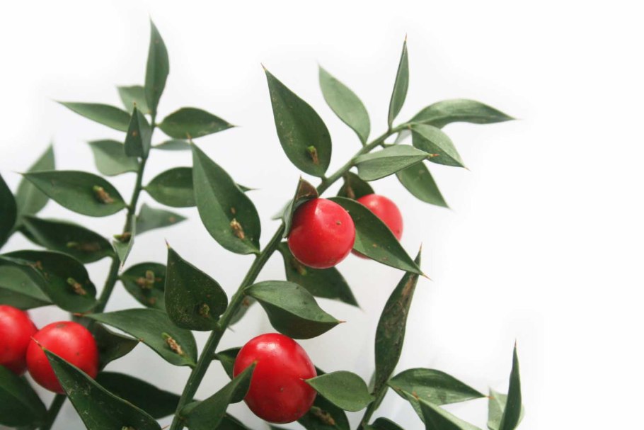 Поделки из иглицы