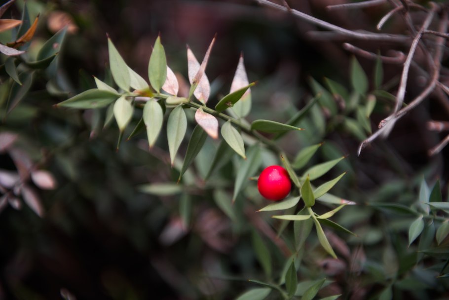 Иглица колючая зеленые плоды