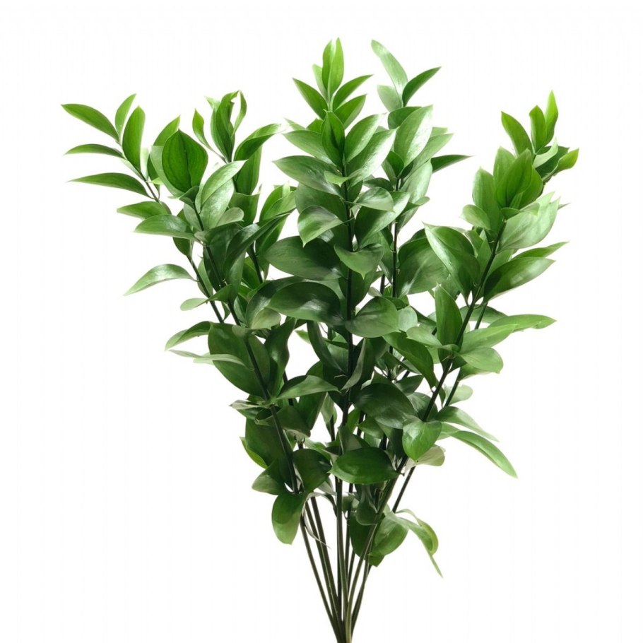 Рускус иглица в природе