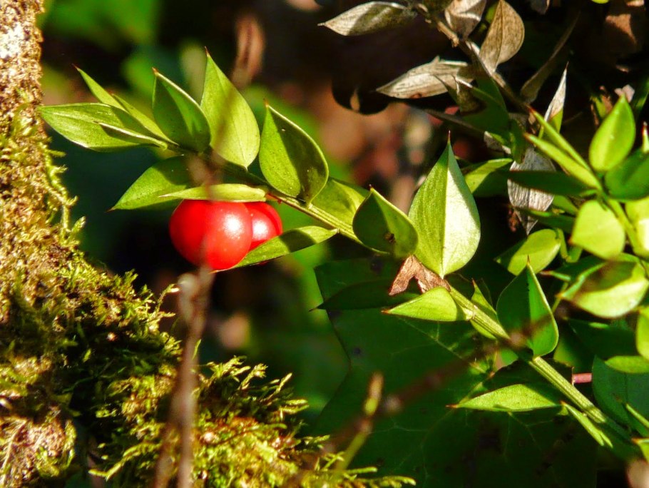 Иглица Колхидская Ruscus colchicus