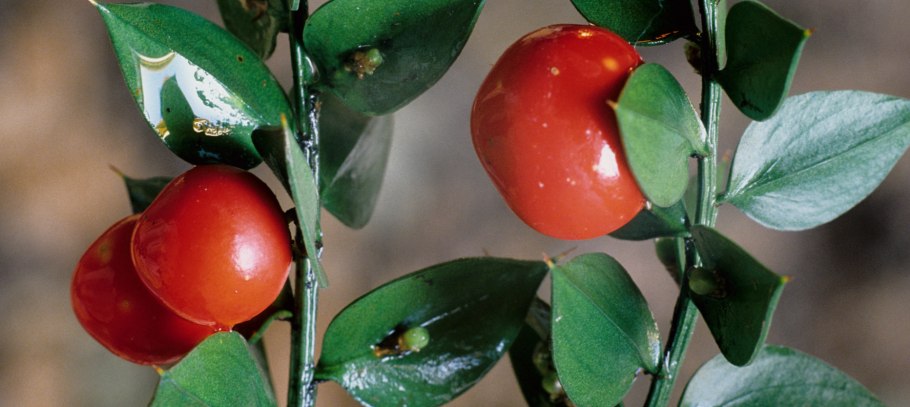 Иглица подъязычная