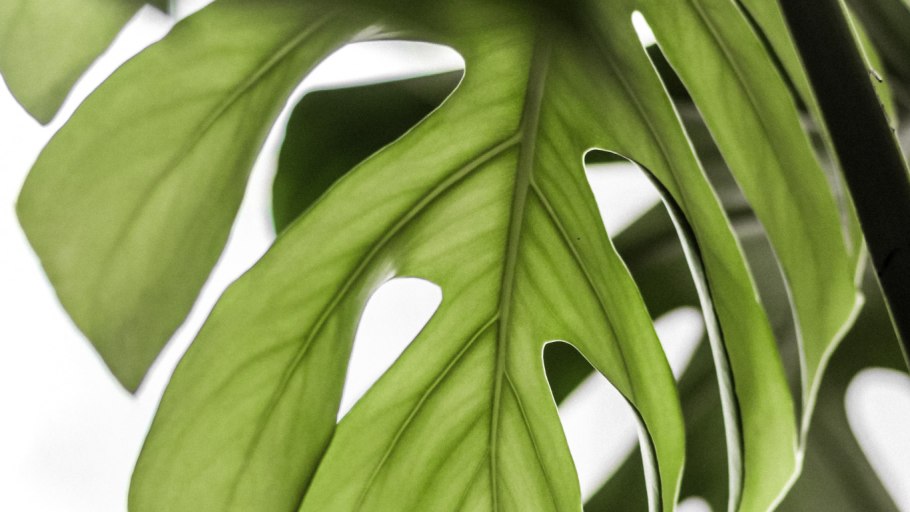 Монстера растение