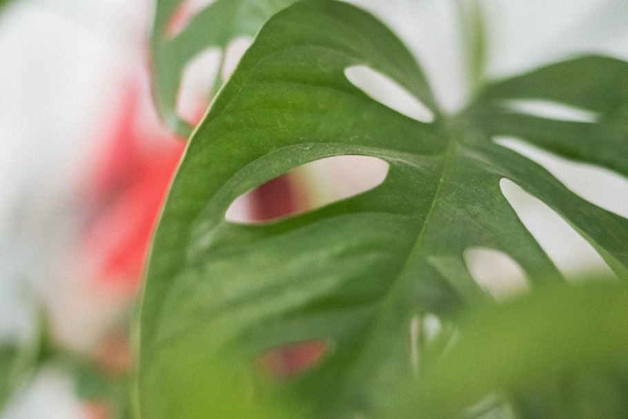 Монстера лиановидная