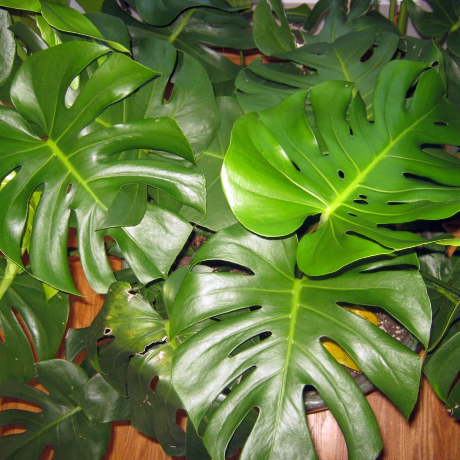 Монстера деликатесная Свис чиз