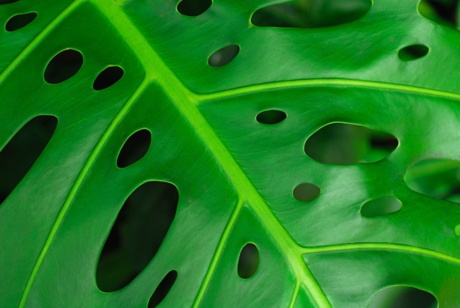 Мини монстера обликва