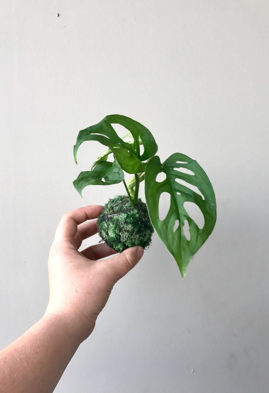 Монстера эскулетто