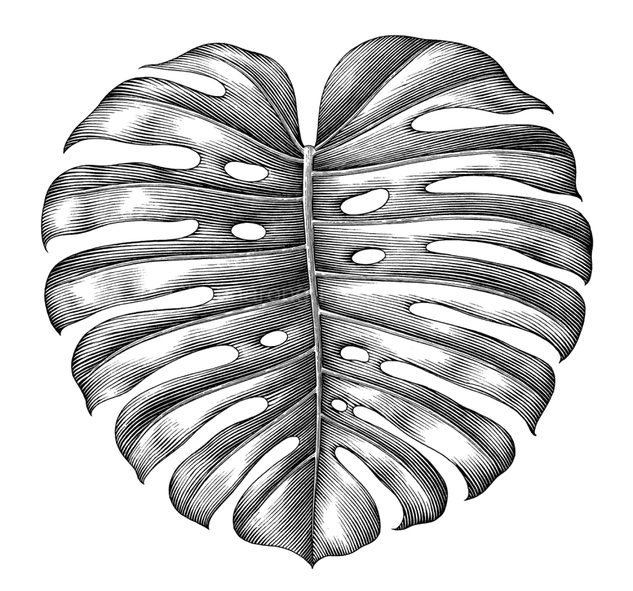 Монстера в сером кашпо