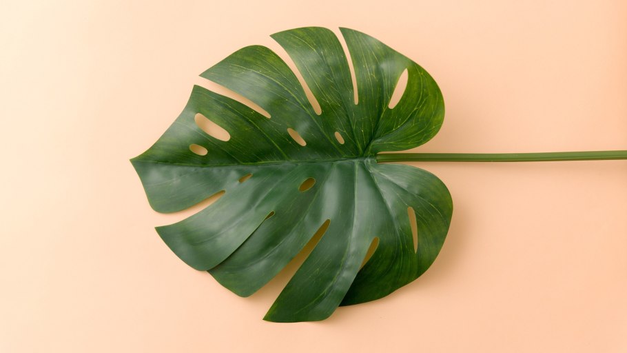 Swiss Cheese Plant vector