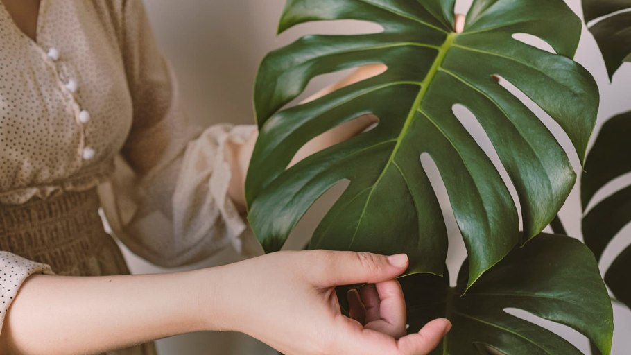 Филодендрон монстера листья