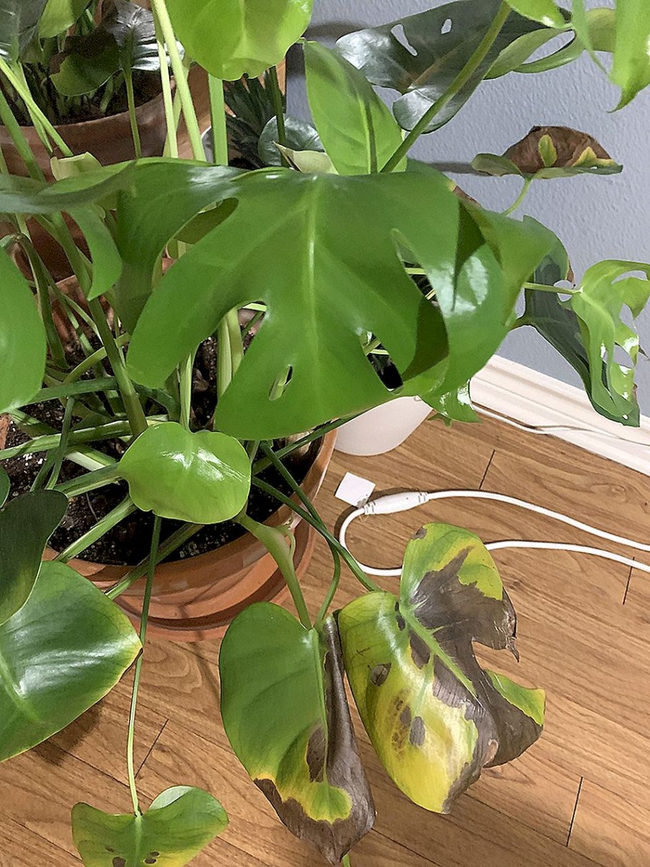 Monstera adansonii крупным планом