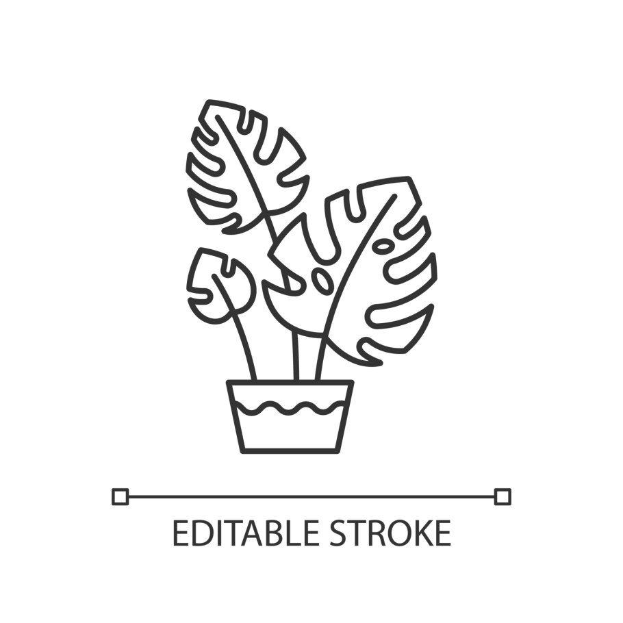 Листья монстеры на белом фоне вертикально