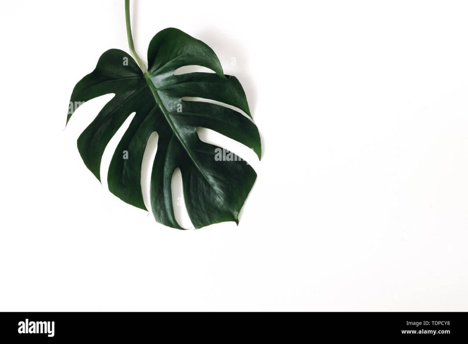 Швейцарские листья на белом фоне