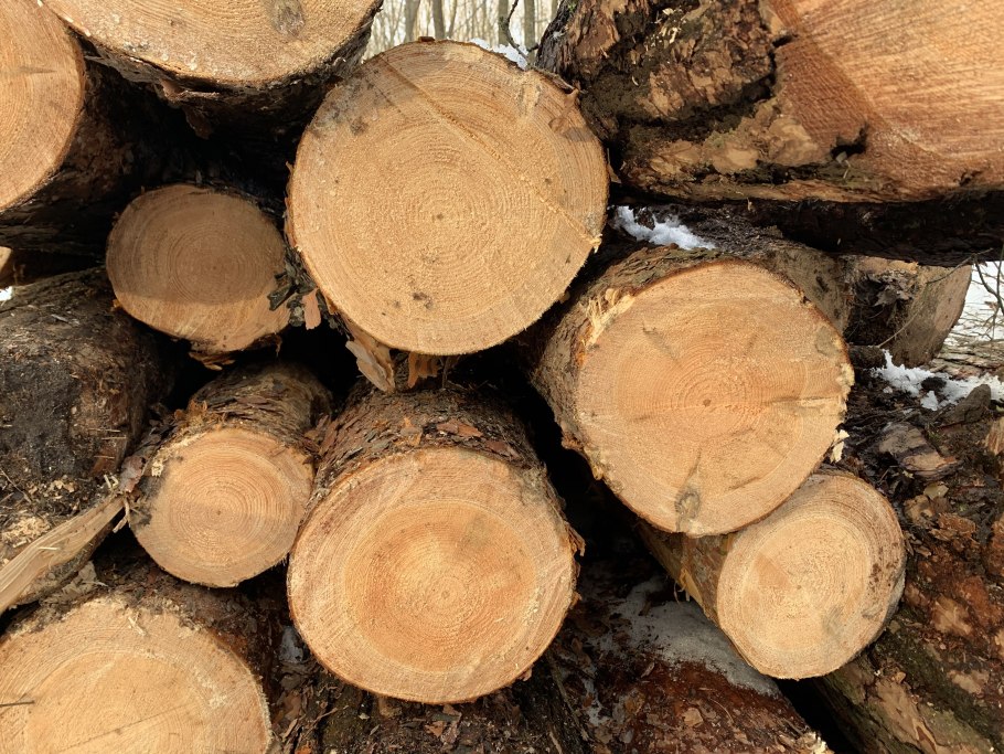 Спилы хвойных пород дерева