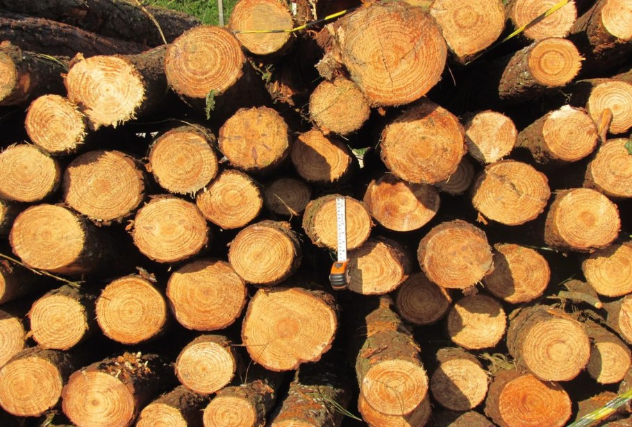 Материал древесины сосны