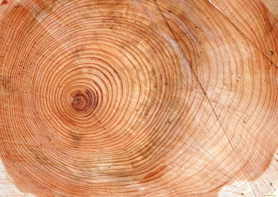 Граб дерево спил