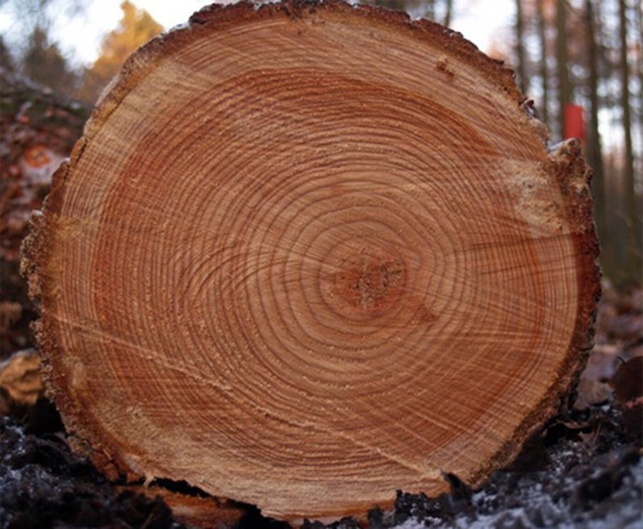 Сибирская лиственница годичные кольца