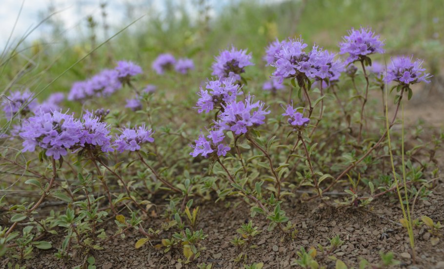 Thymus talijevii - тимьян Талиева,
