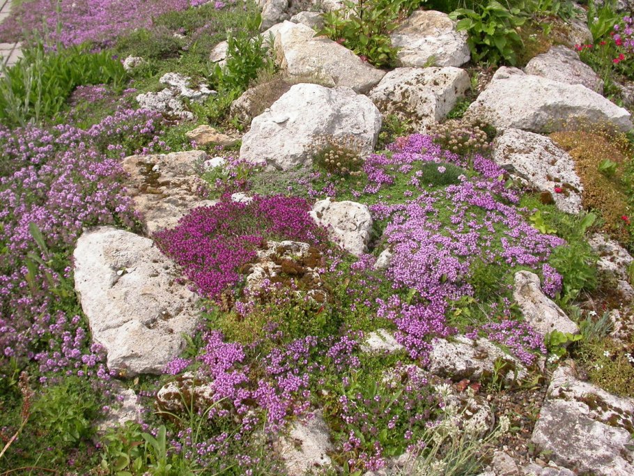 Тимьян ползучий (Thymus serpyllum 'Magic Carpet')