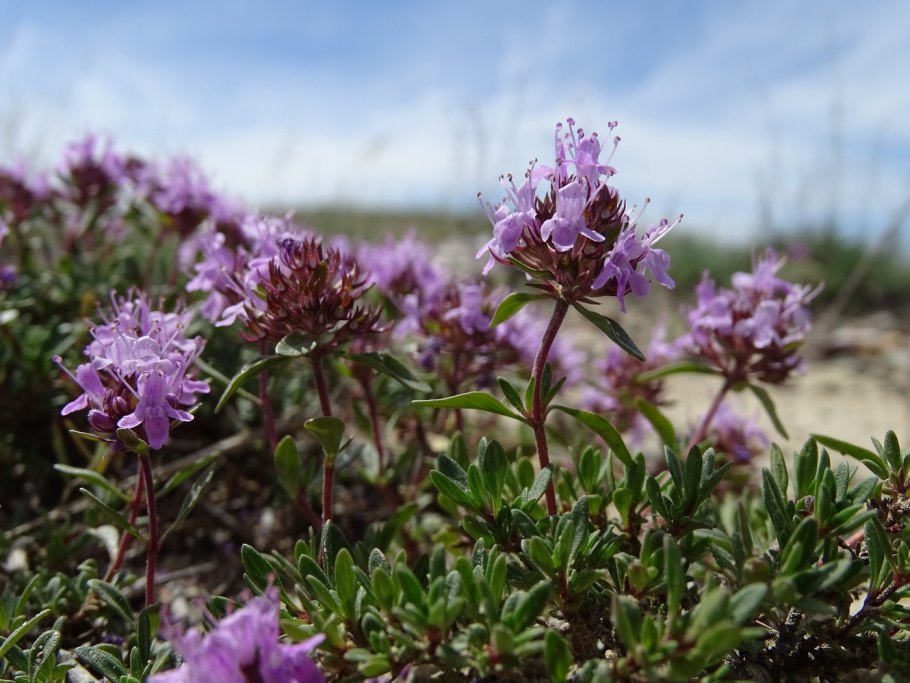Cimbrişor - Thymus serpyllum