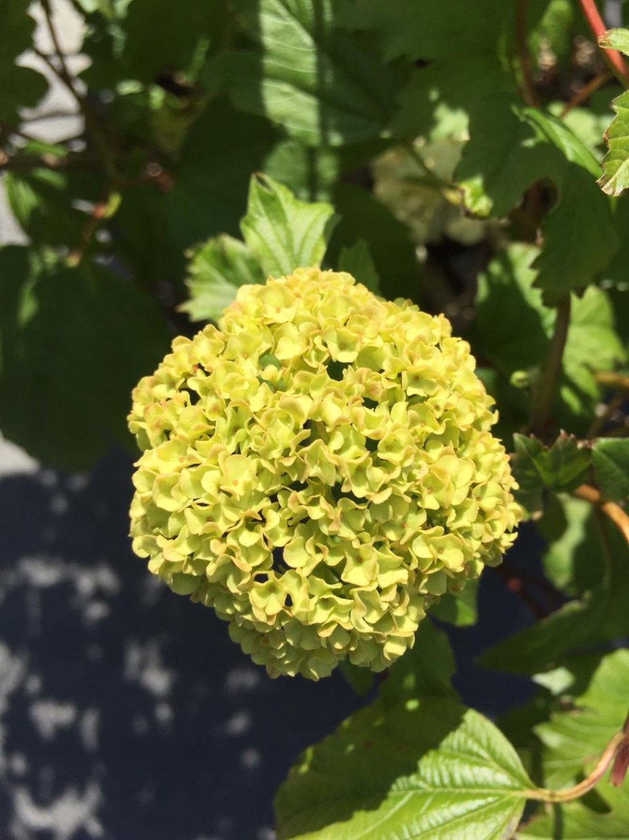 Калина обыкновенная Viburnum opulus