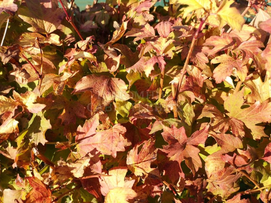 Калина обыкновенная Park Harvest