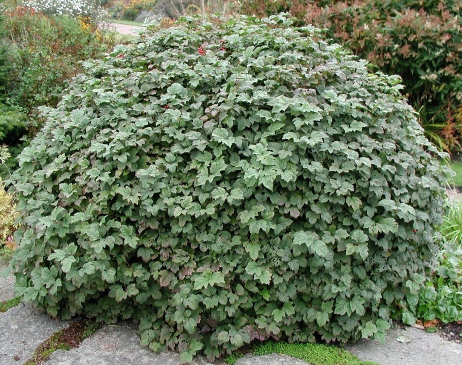 Калина красная куст осенью