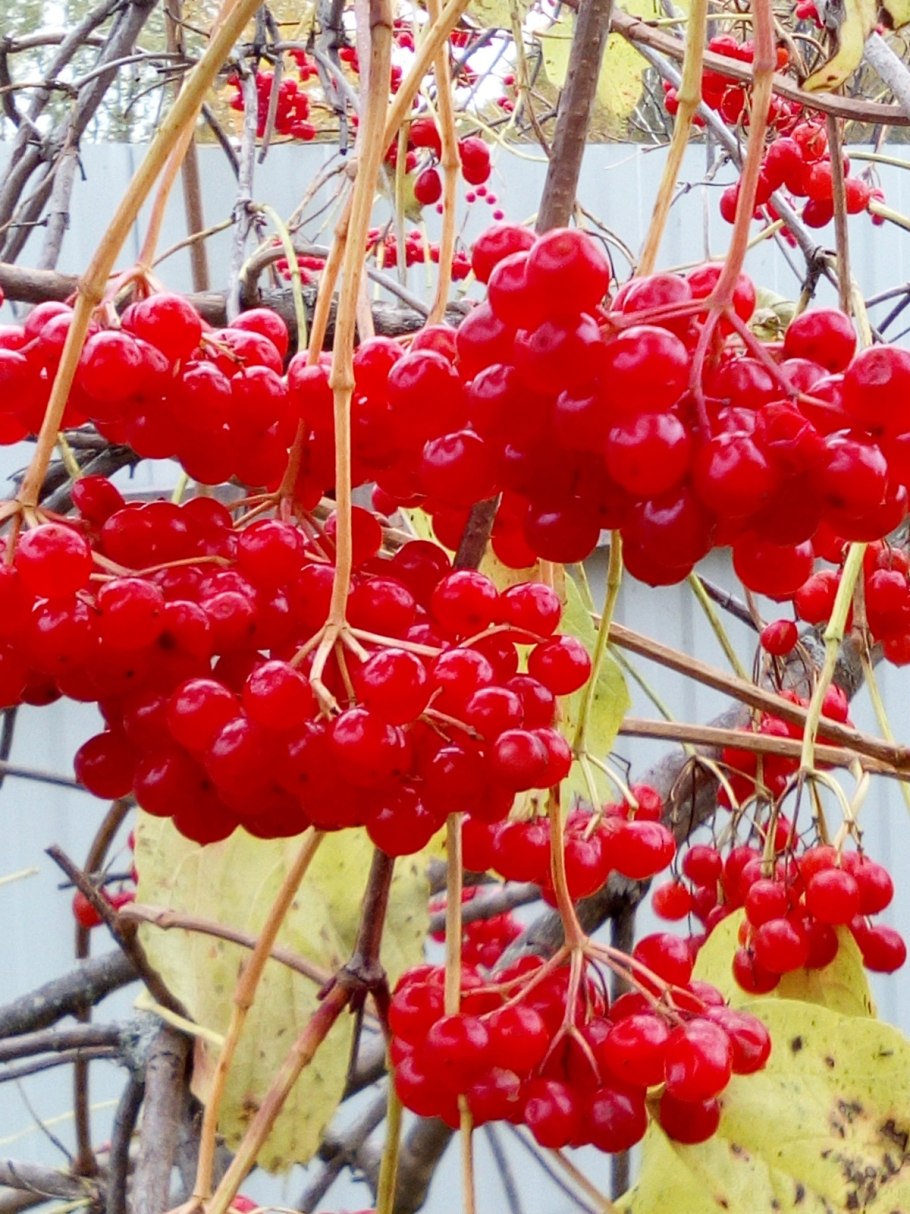Калина обыкновенная / Viburnum opulus 40-60 см.