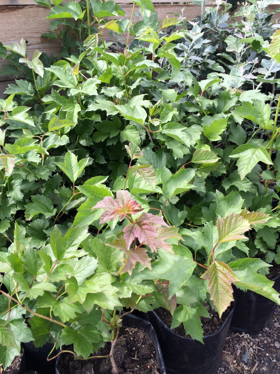 Viburnum opulus 'Harvest Gold'