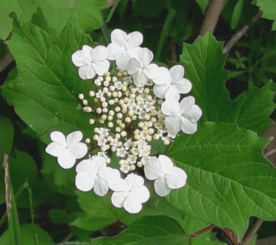 Калины гроздья Алые 71