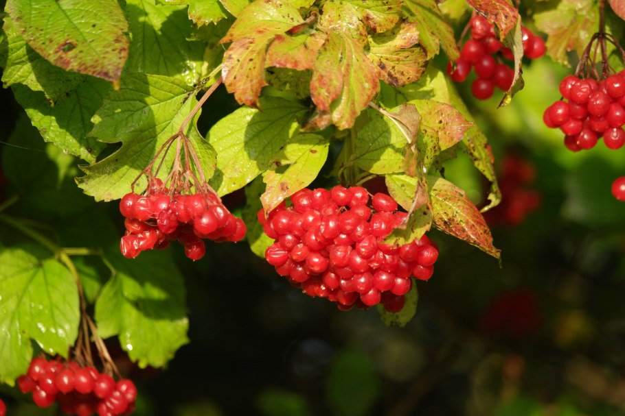 Калина обыкновенная Viburnum opulus