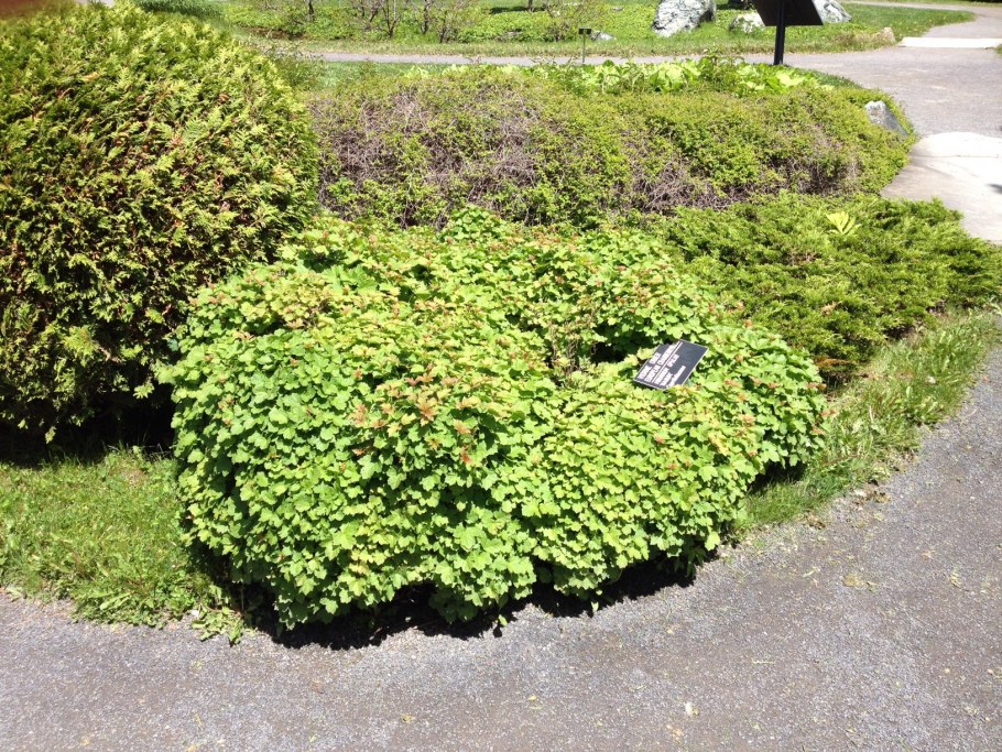 Калина гордовина Viburnum Lantana