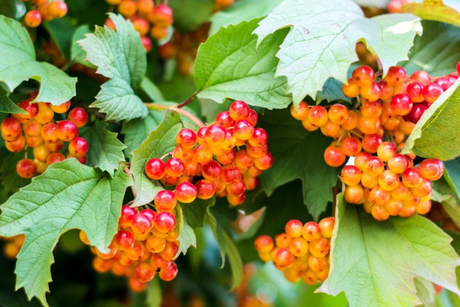 Пузыреплодник калинолистный (Physocarpus opulifolius)