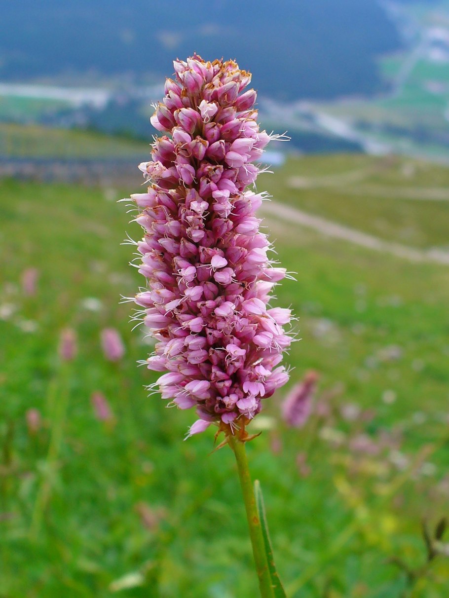 Крокус горный цветок Эльбрус