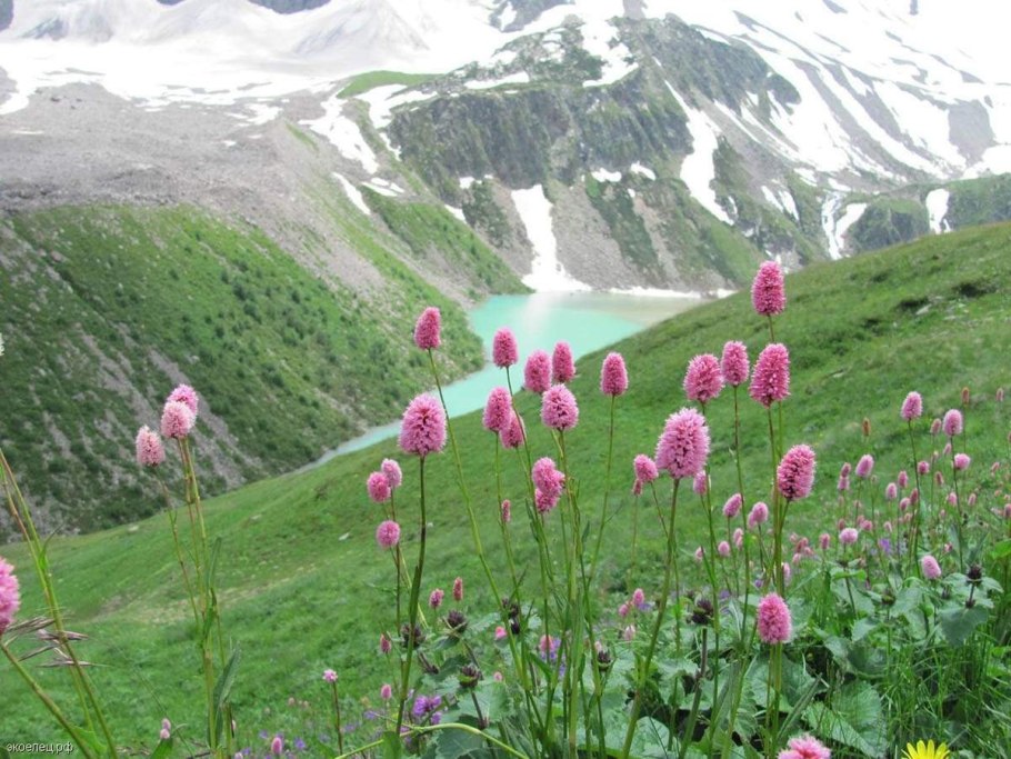 Губоцветные растения представители