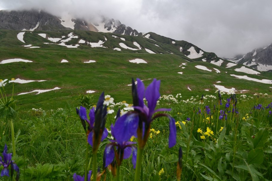 Spiraea beauverdiana