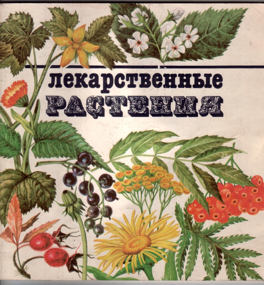 Медонос растение иссоп